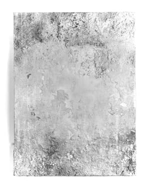 Memento mori (kalkhvid) featurebillede